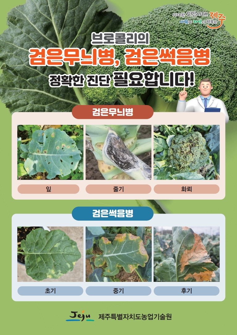 251014_수시_농업기술원_브로콜리 병해 리플릿 (1).jpg