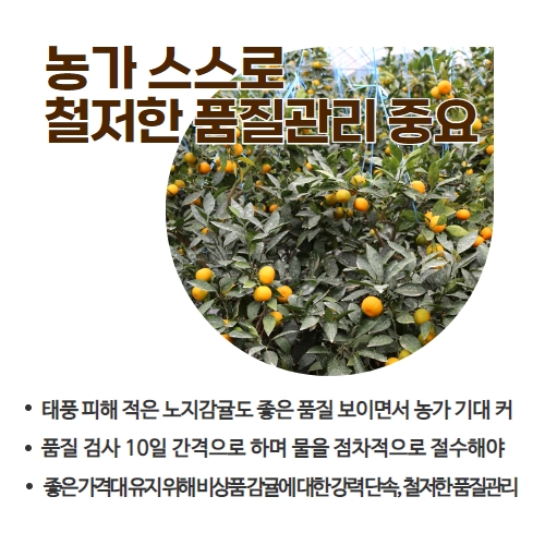 39.1분뉴스_하우스감귤가격호조세 4.jpg