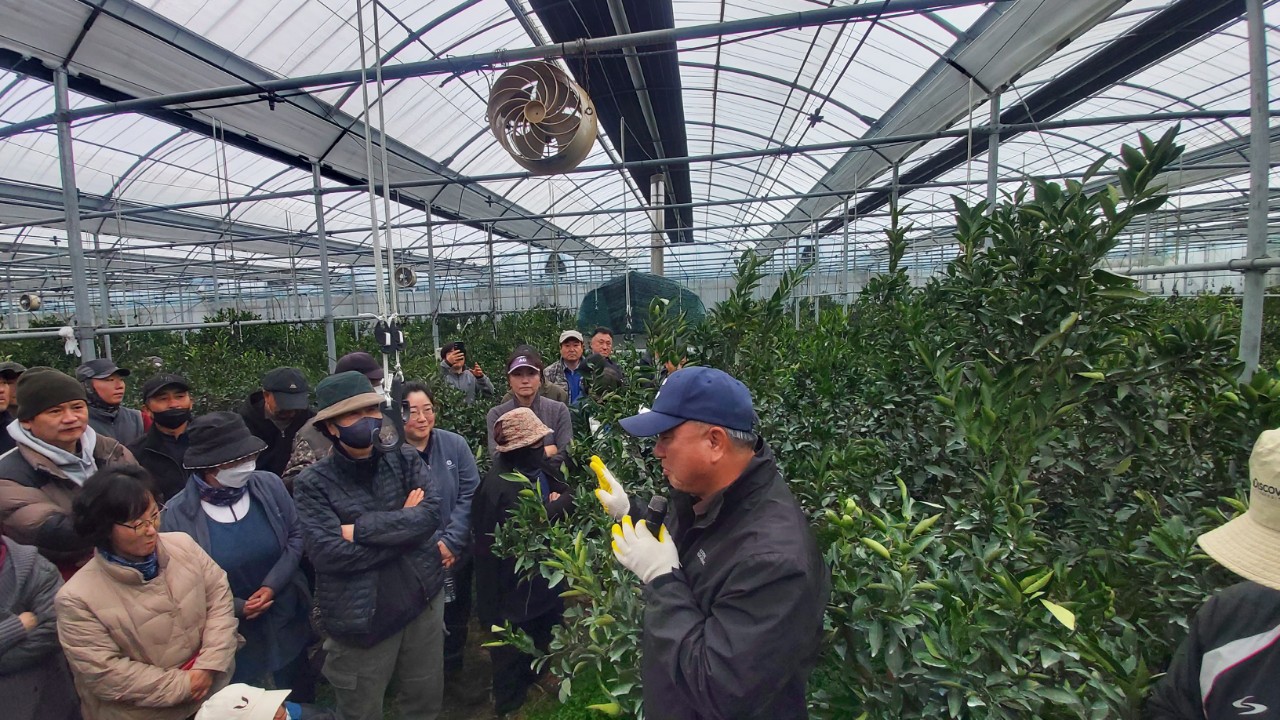 2026년 만감류 정지전정교육(효돈농협) 