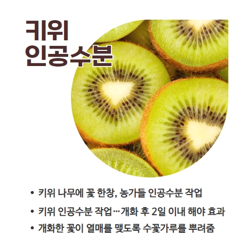 18.1분뉴스_키위꽃인공수분 2.jpg