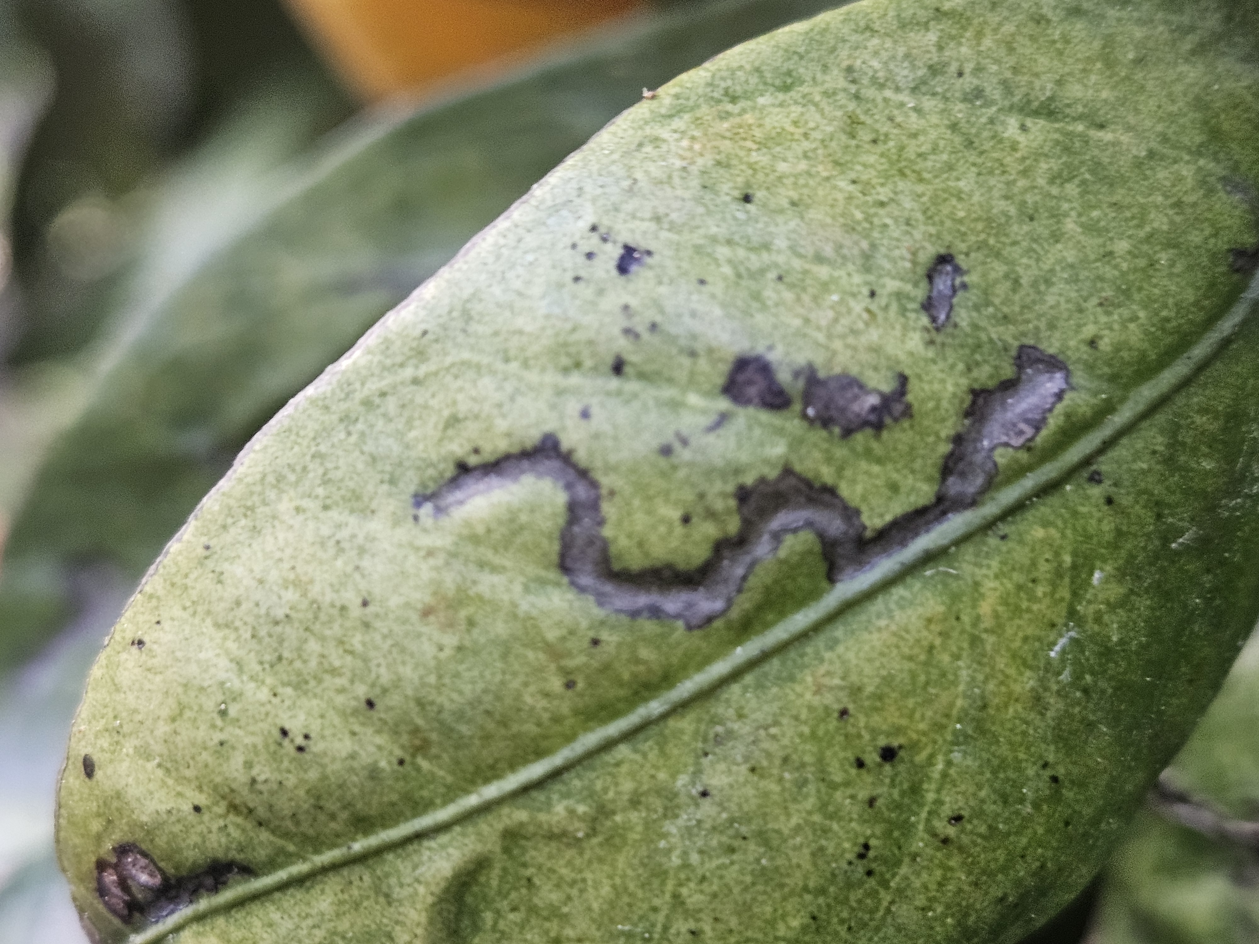 노지 감귤 병충해 문의드립니다.