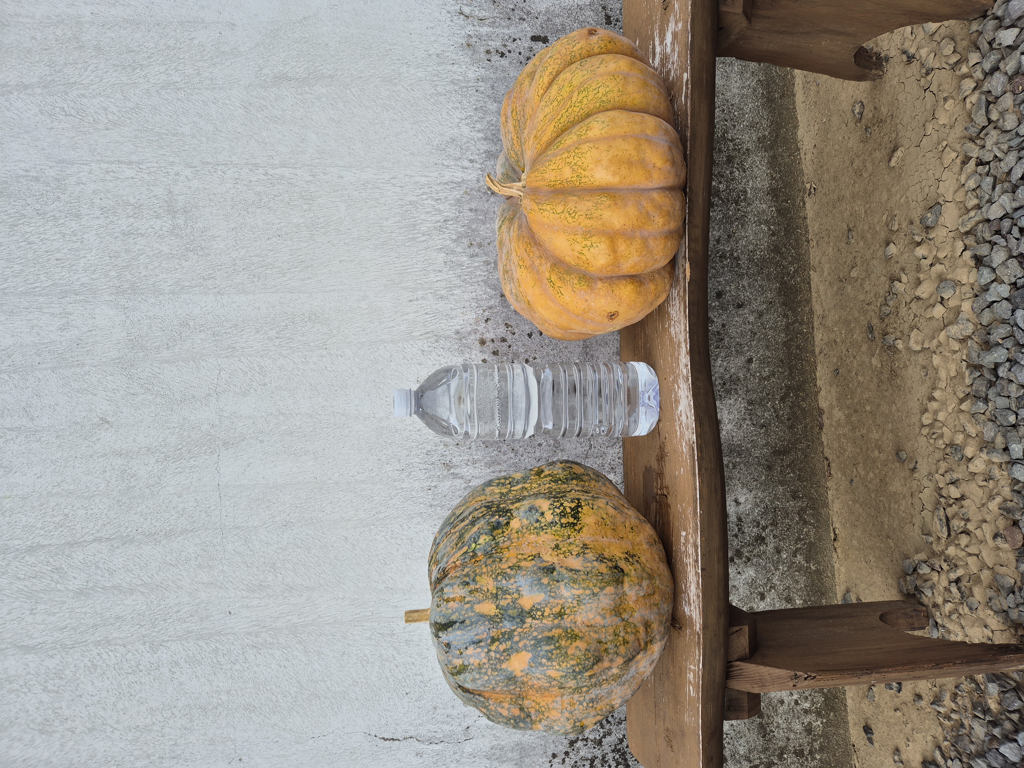 호박 종류나 이름 알려주세요