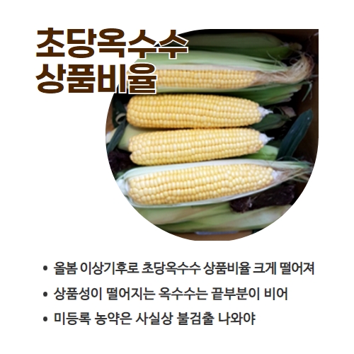 25.1분뉴스_초당옥수수 2.jpg