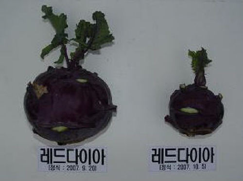 양채류 콜라비