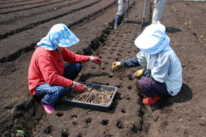 더덕이식기를 이용한 이식재배 현장 2/2