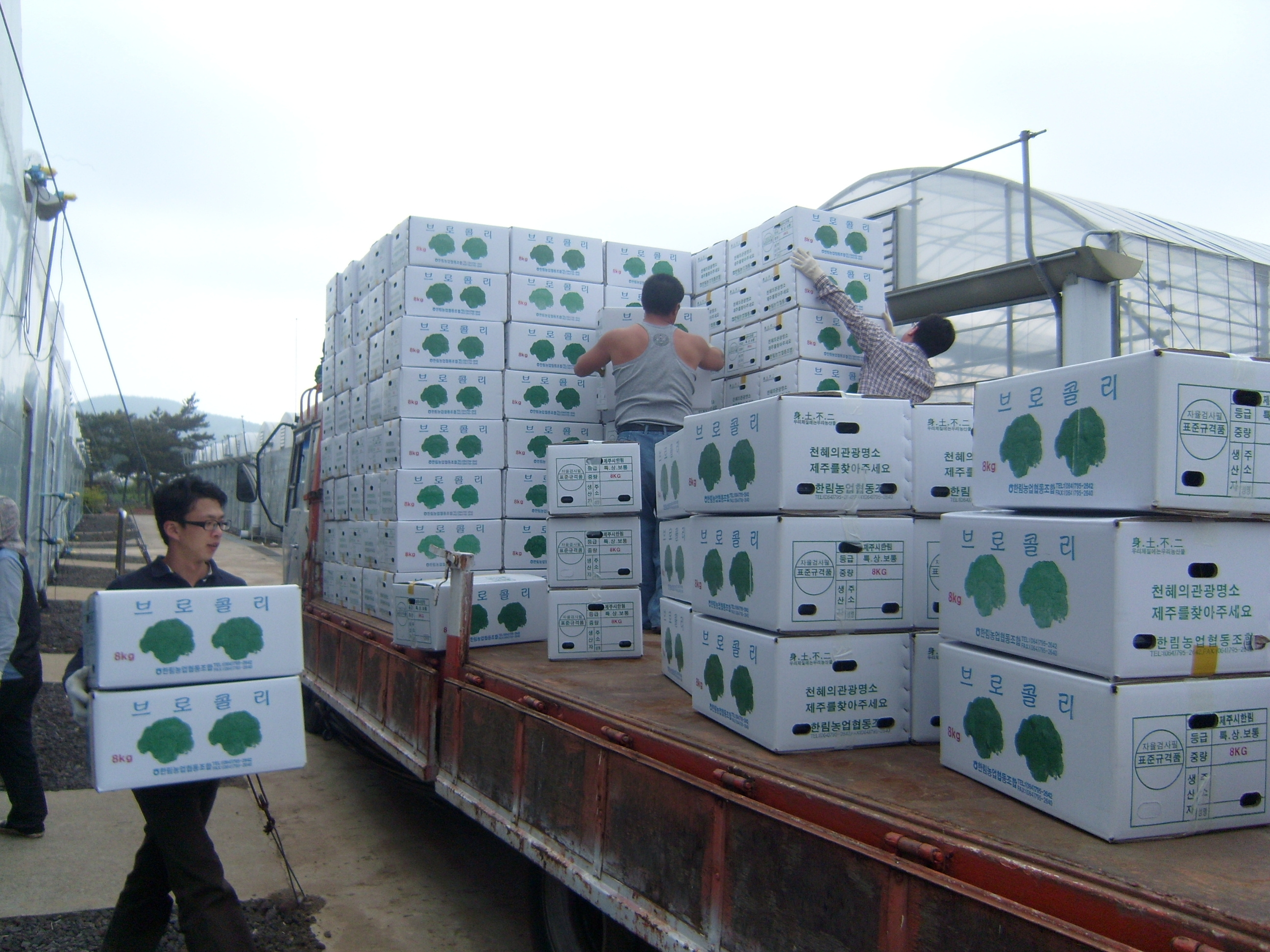 도서지역보급용 배추묘