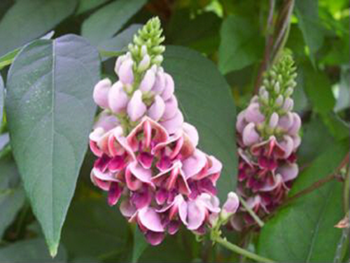 건강 웰빙식품 “아피오스”