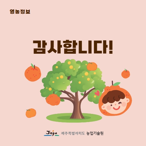 39.1분뉴스_하우스감귤가격호조세 5.jpg