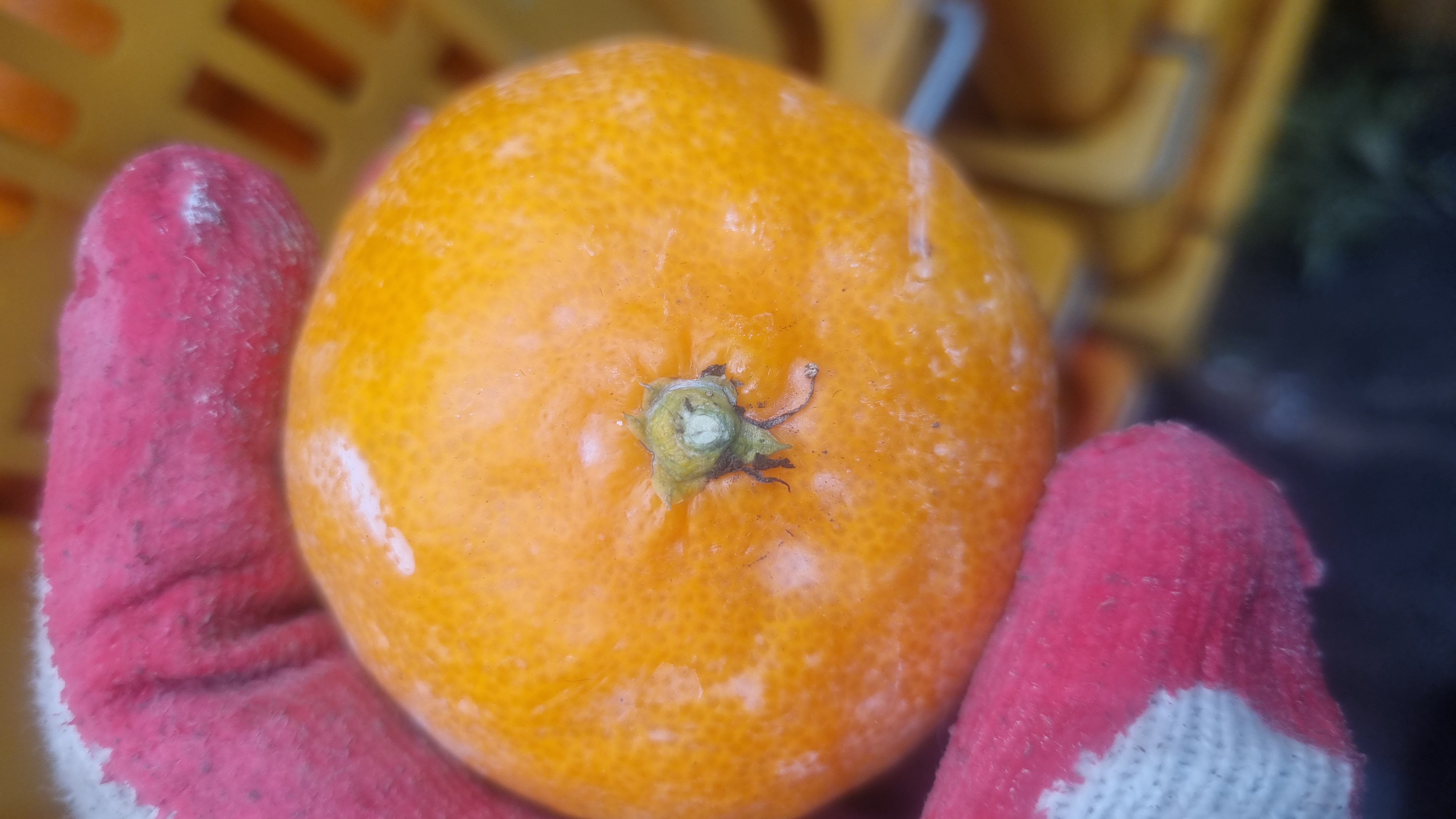 귤상태 확인 좀 부탁드려요 