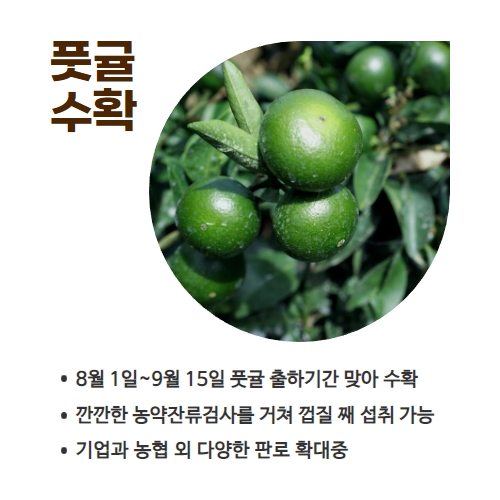 33.1분뉴스_풋귤출하 2.jpg