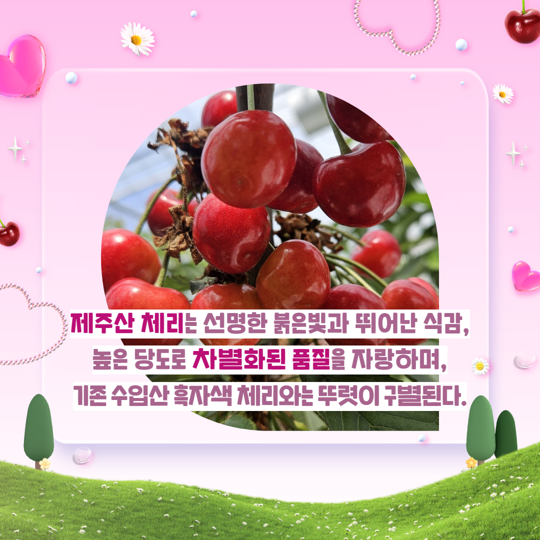 제주산 체리 출하 및 실증 결과 (3).jpg