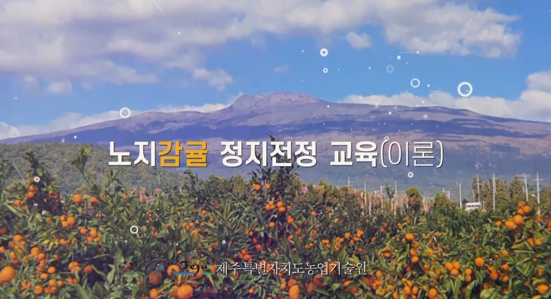 노지감귤 이론