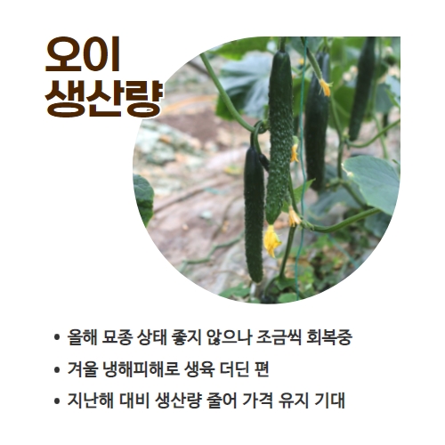 19.1분뉴스_오이 2.jpg