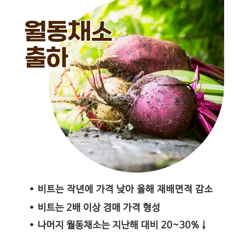 2.제주산콜라비  (4).jpg