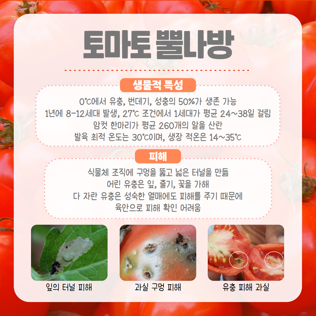 25. 4. 토마토뿔나방 3.jpg