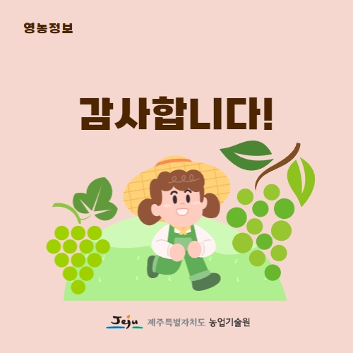 36.1분뉴스_제주산샤인머스켓 5.jpg