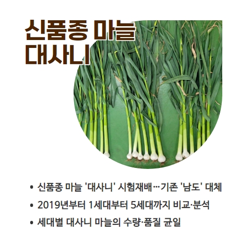 17.1분뉴스_대사니마늘 2.jpg