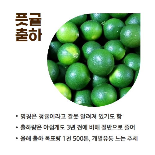 33.1분뉴스_풋귤출하 4.jpg