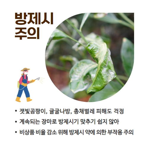29.1분뉴스_감귤병충해 4.jpg