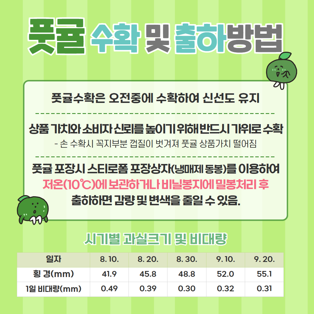 풋귤 생산 및 출하 (5).jpg