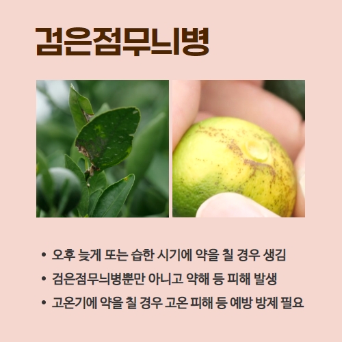 29.1분뉴스_감귤병충해 3.jpg