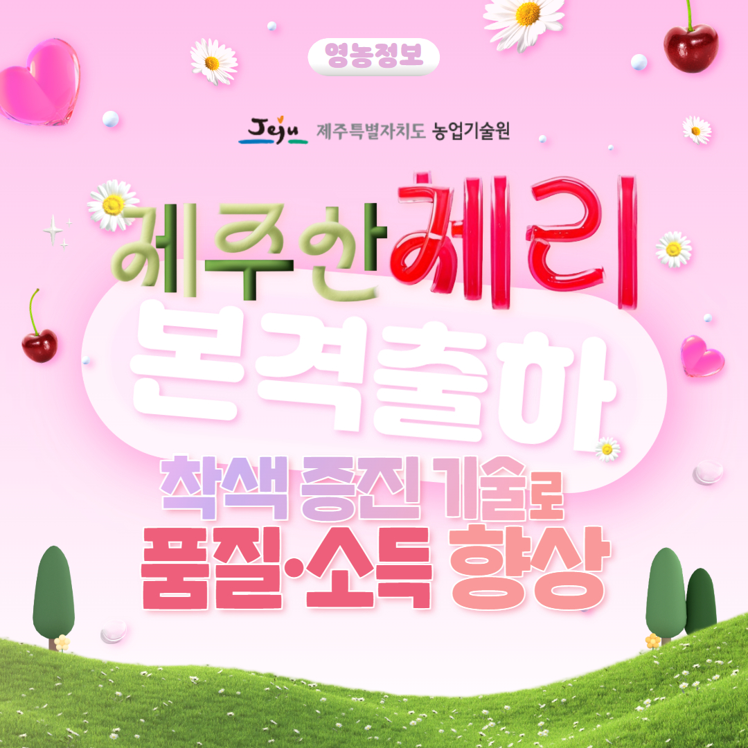 제주산 체리 출하 및 실증 결과 (1).jpg