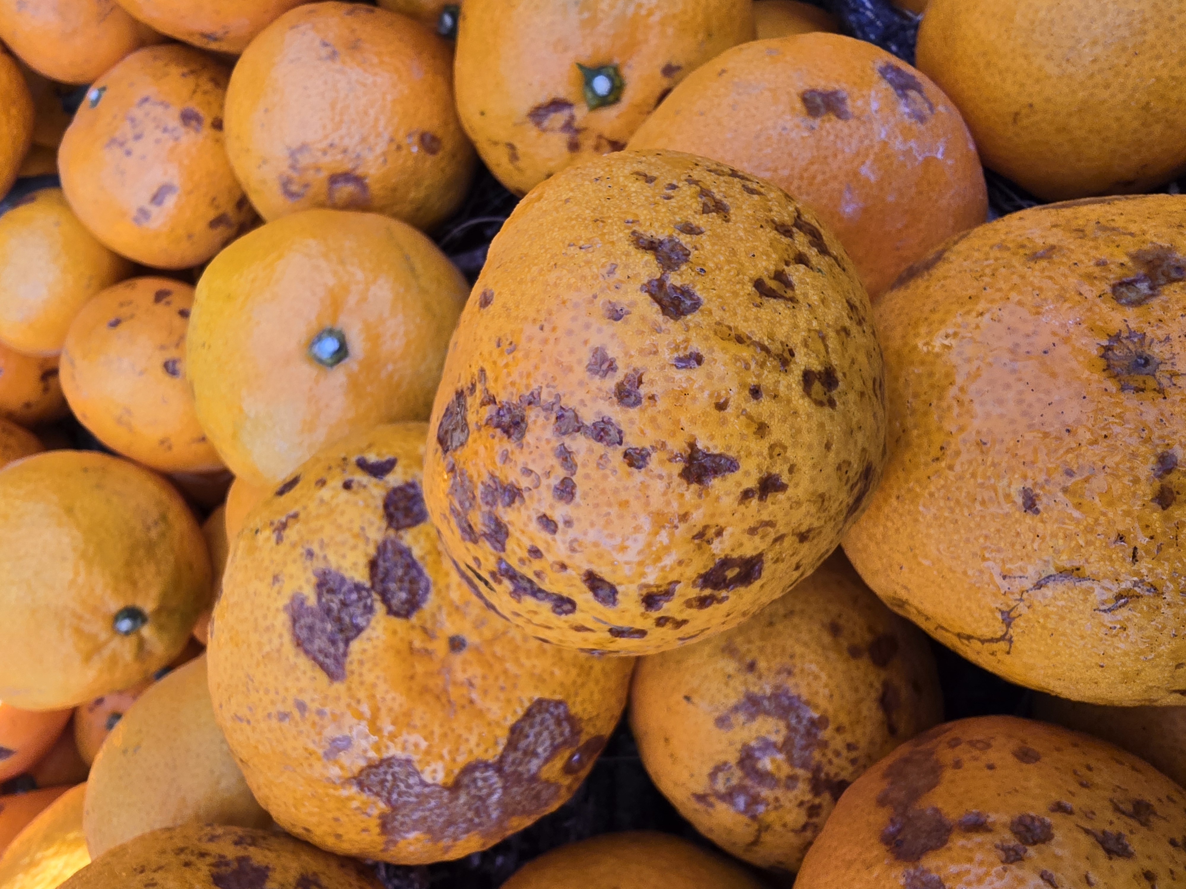 감귤병해충관하여