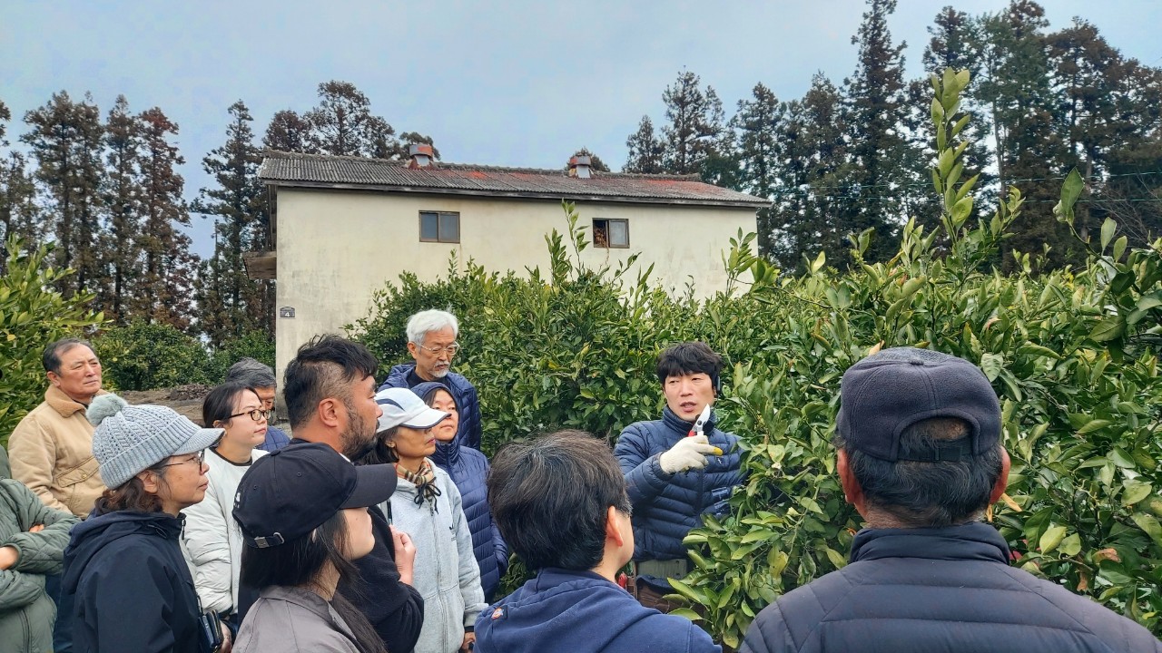 2026년 노지감귤 정지 전정교육(중문농협) 