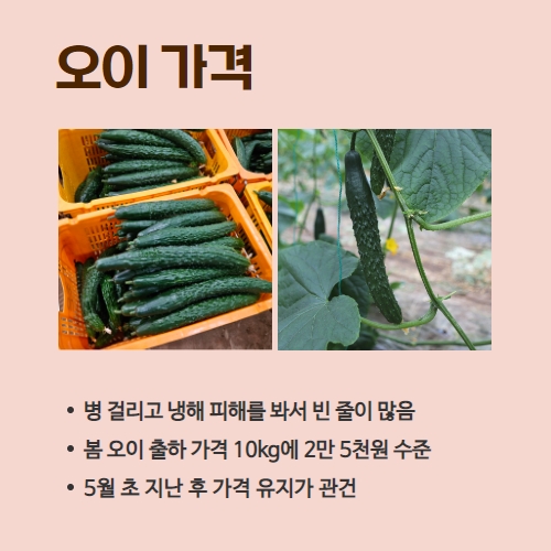 19.1분뉴스_오이 3.jpg