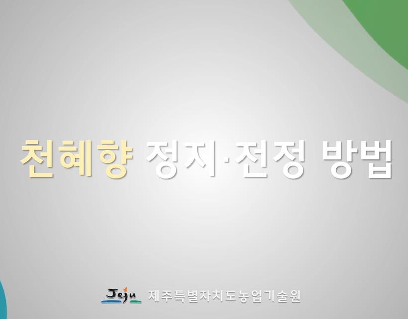 2025년 천혜향 정지전정 방법