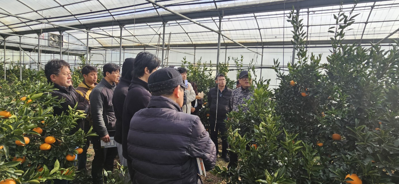2026년 감귤류 정지.전정 기술교육 추진-11회차