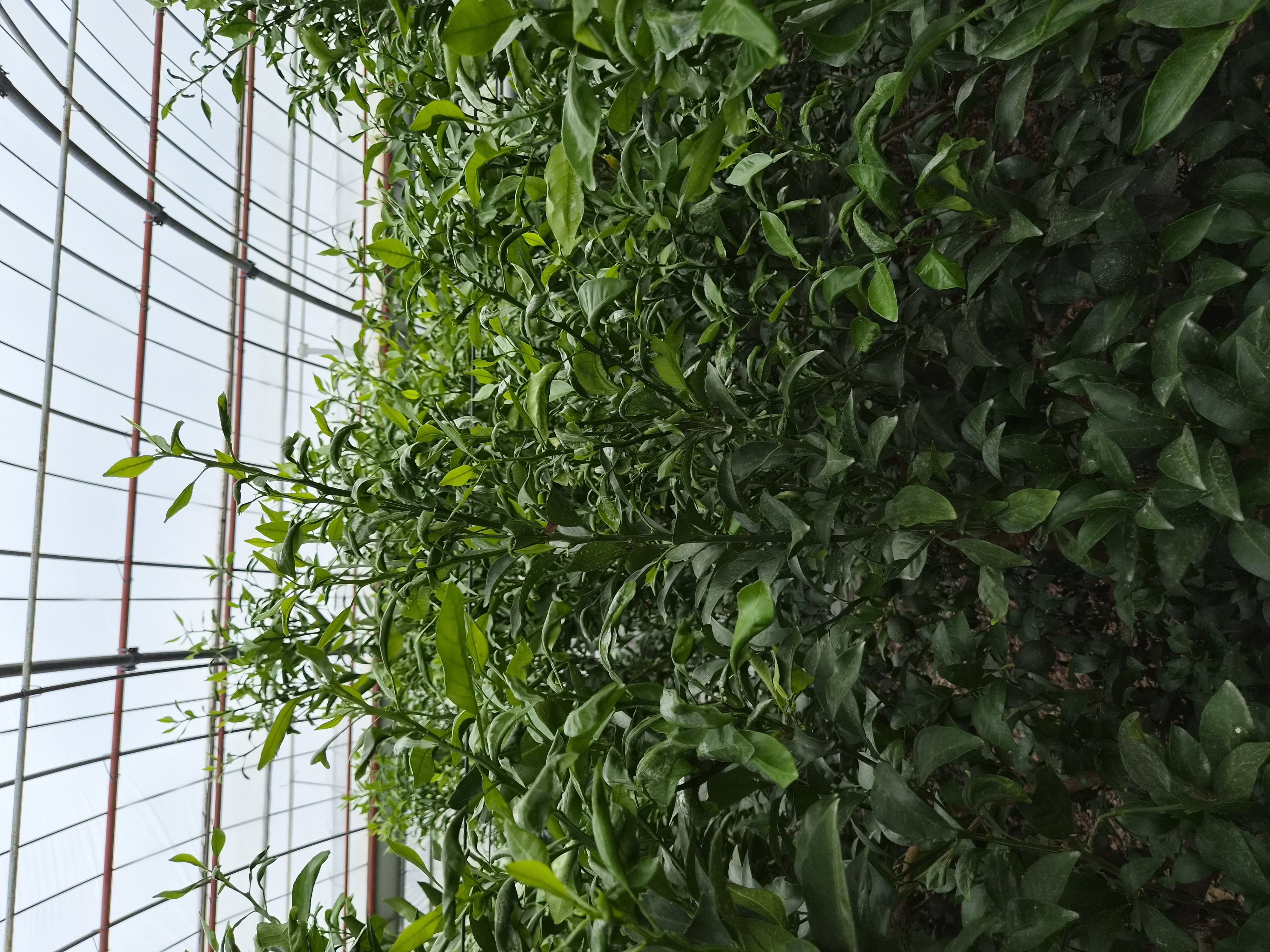 한라봉 오뉴월순 관리문의