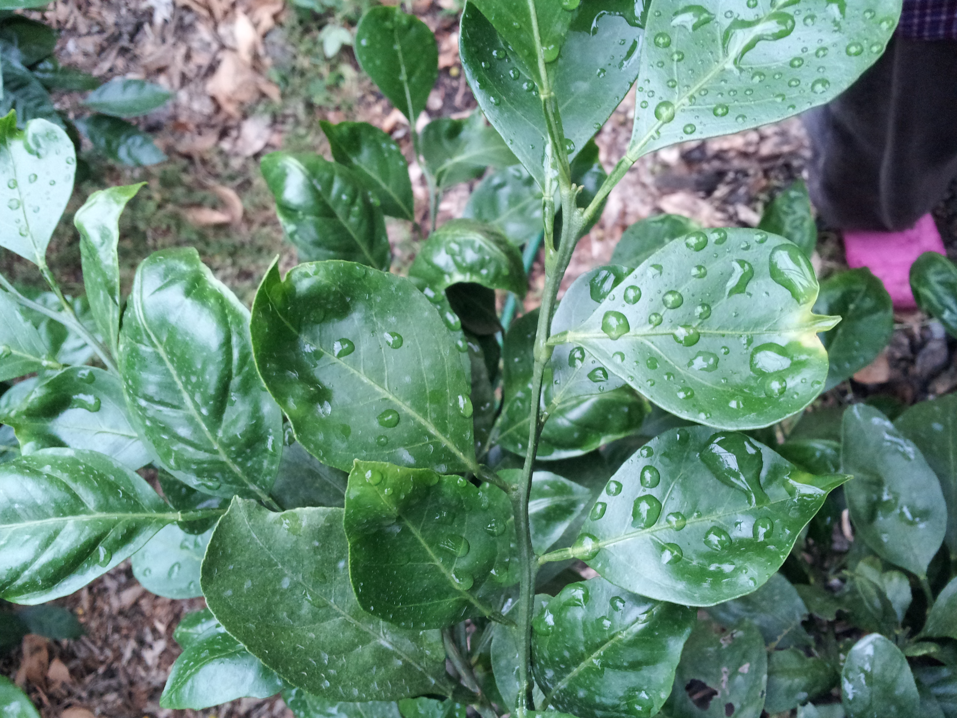 감귤잎이 이상해요 2