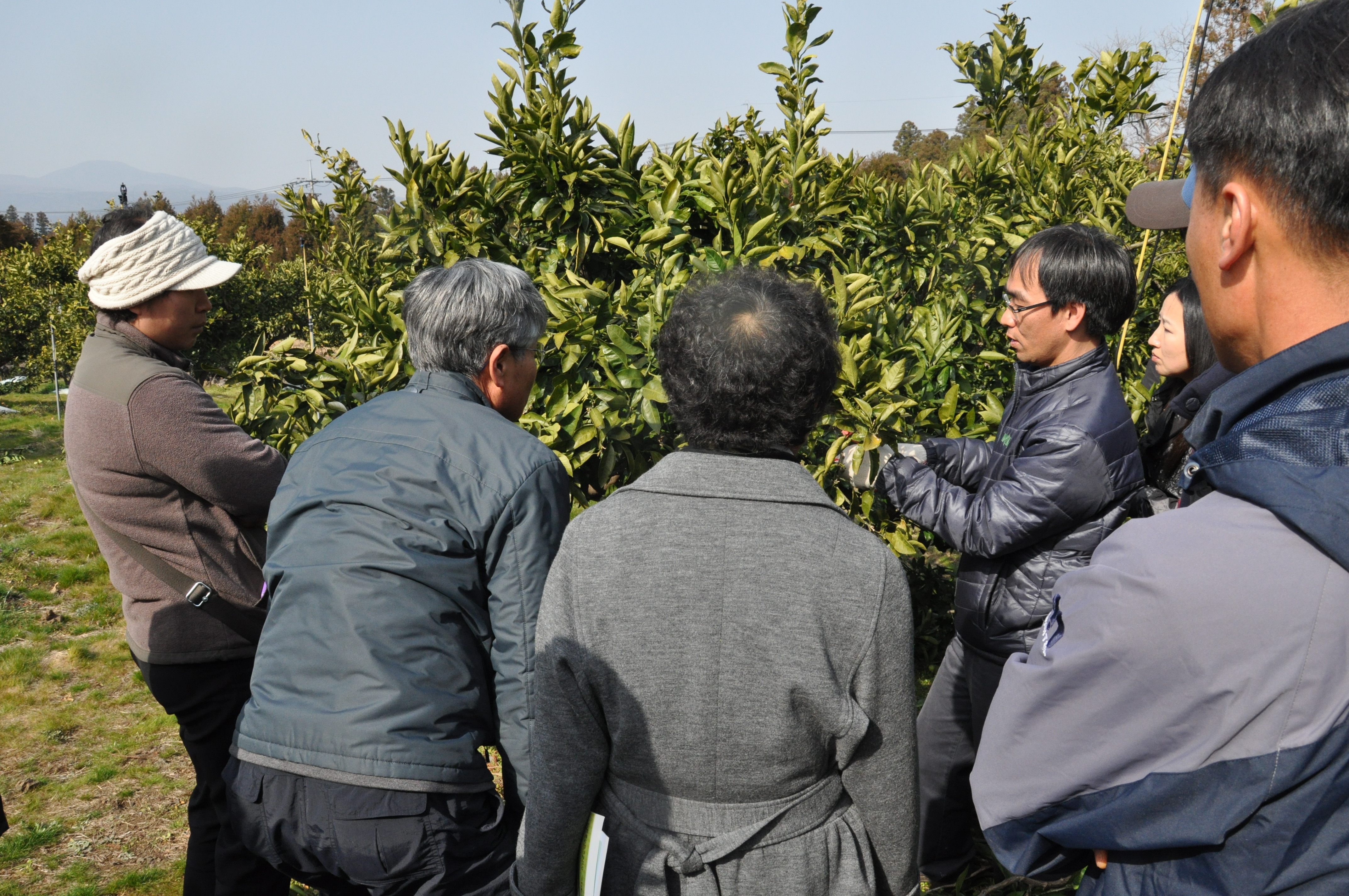 2013년 노지감귤 전정교육