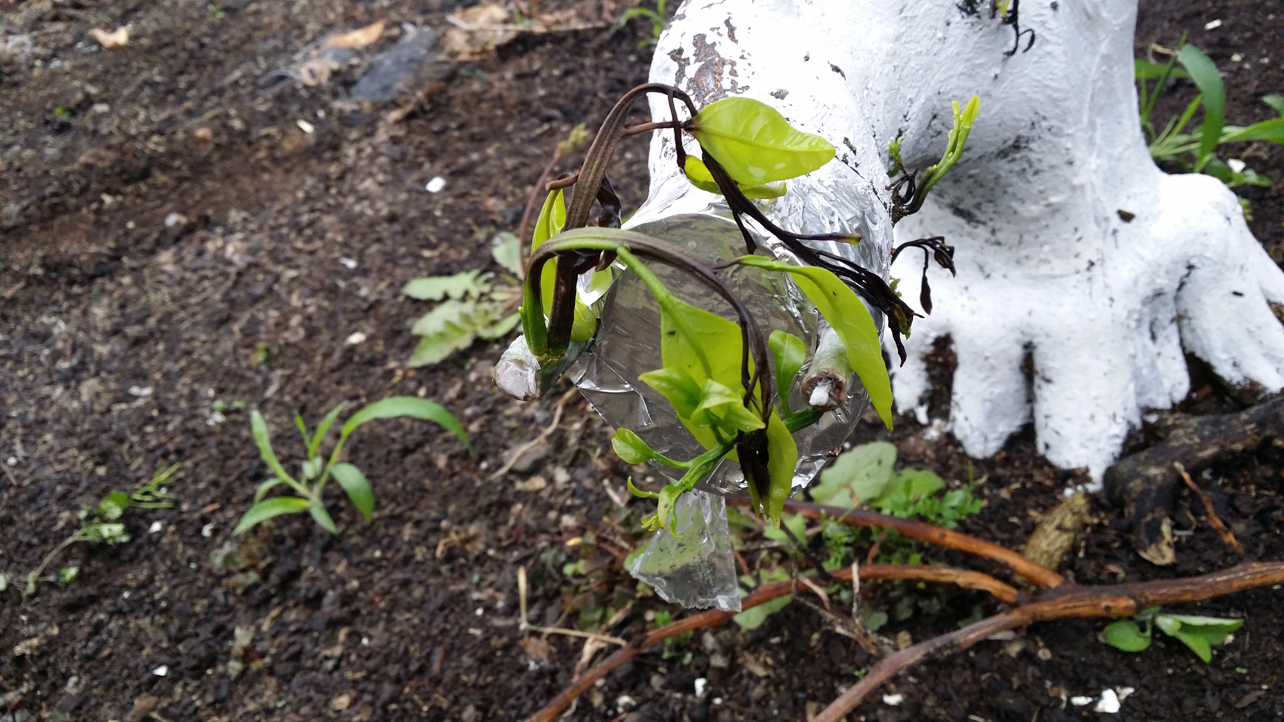 접목의 새순에 이런 현상이 발생했습니다.