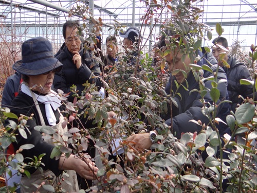 제주블루베리 연구회 전정교육(2014.2.20)