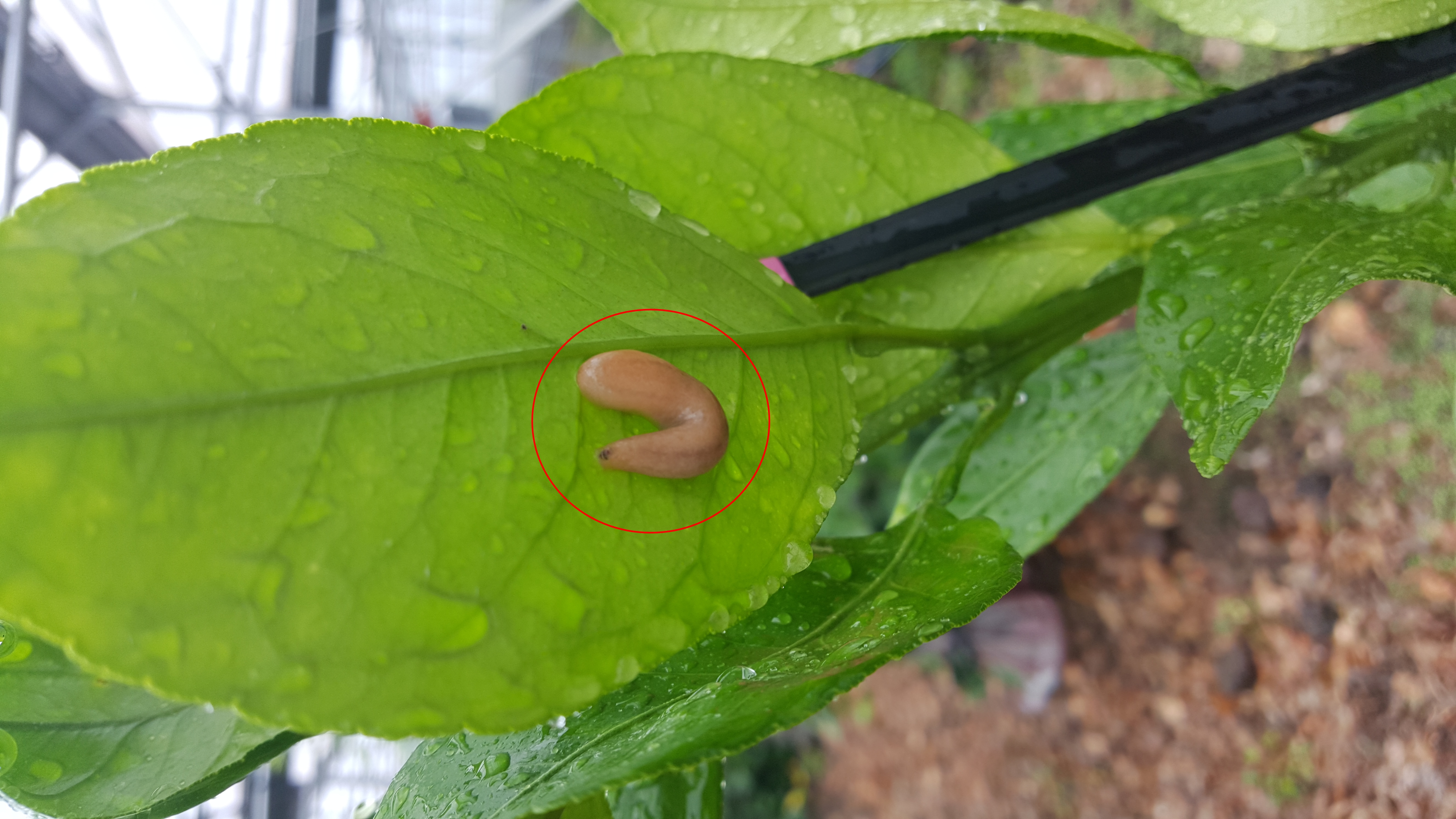 병해충관련