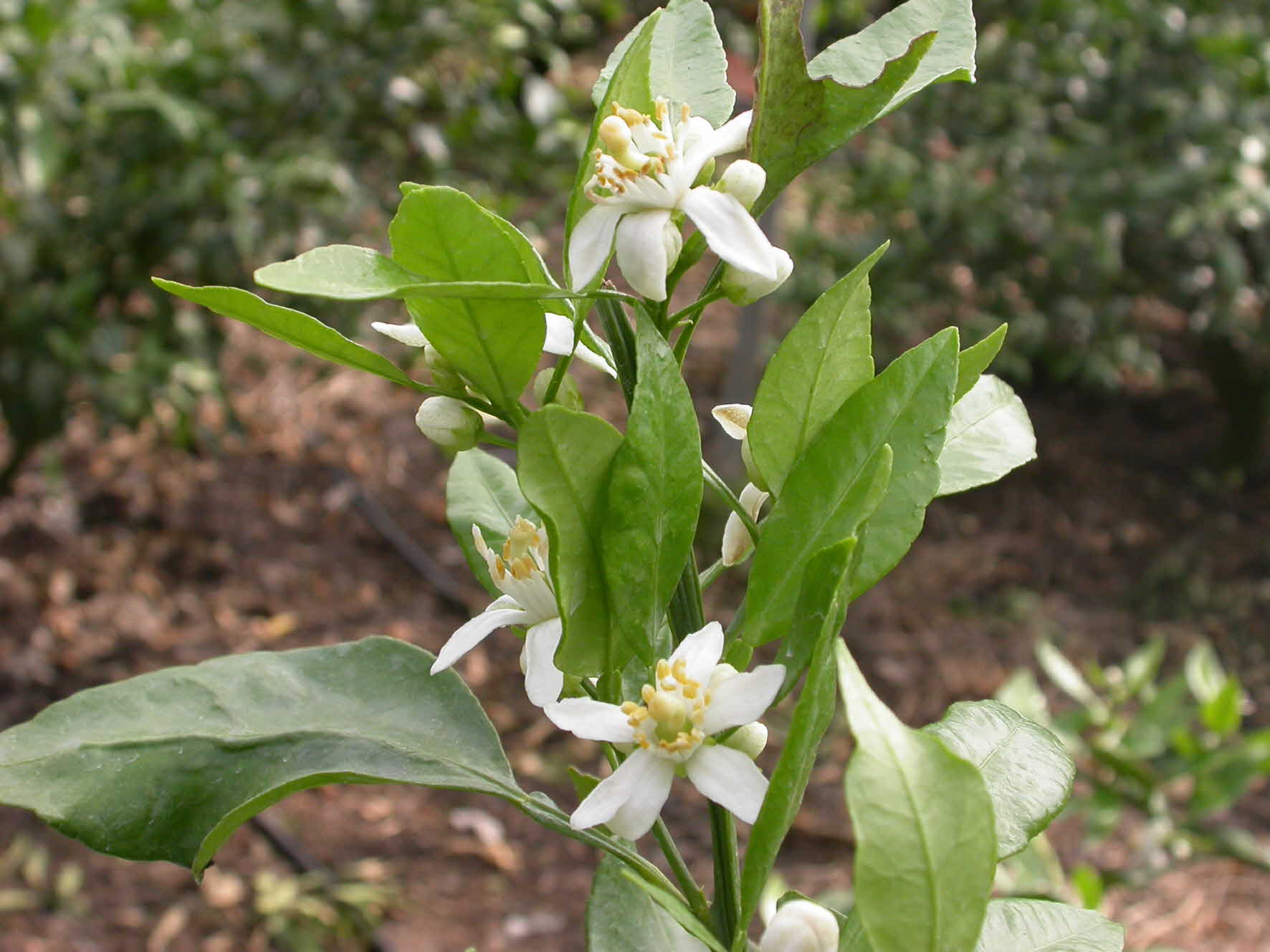 3월중순 가온한라봉 개화