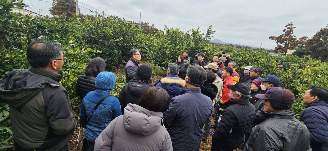2026년 감귤류 정지. 전정 기술교육 추진 - 3회차