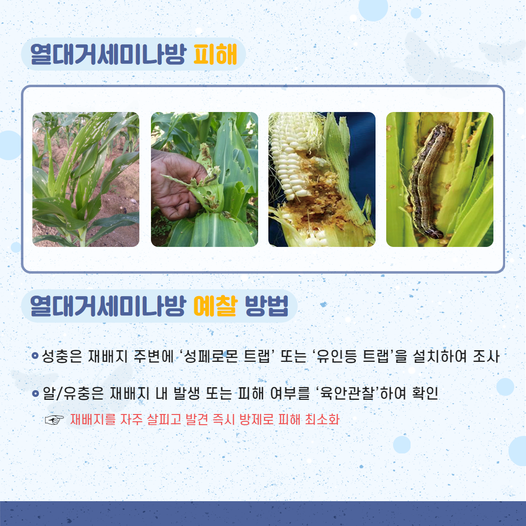 25. 4. 열대거세미나방 5.png