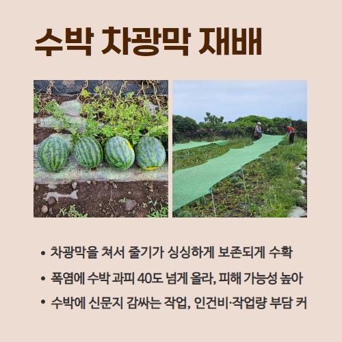 30.1분뉴스_수박차광막재배 3.jpg
