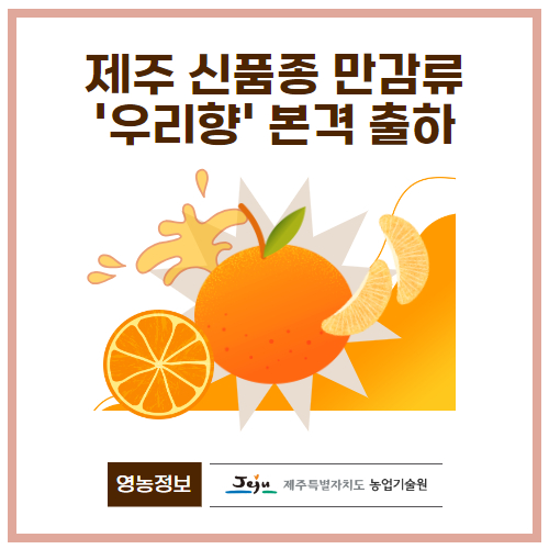 47.1분뉴스_제주신품종만감류우리향본격출하 1.jpg