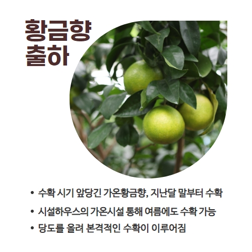 34.1분뉴스_황금향출하 2.jpg