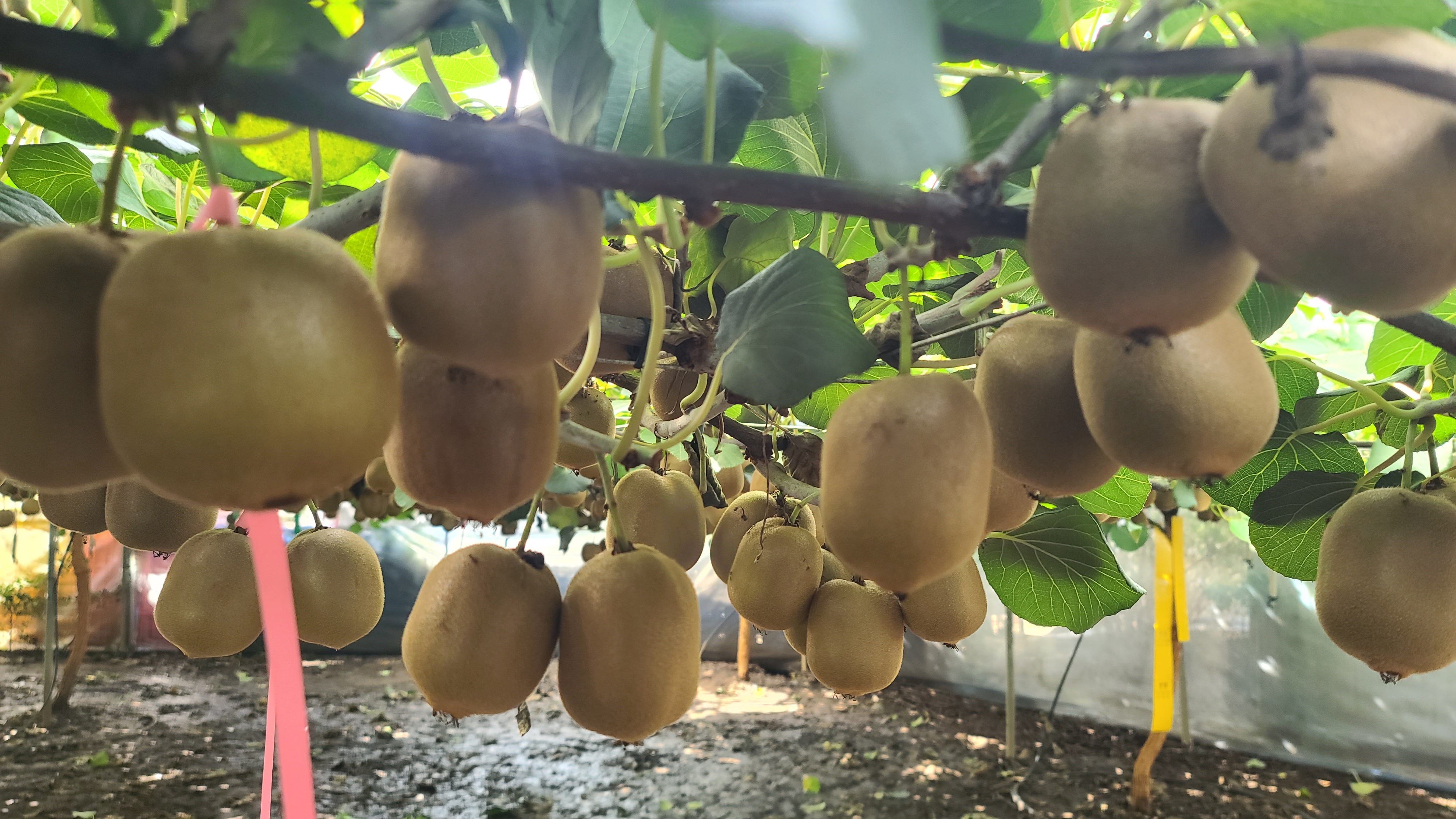 251015_정례_농업기술원_'감황' 골드키위.jpg