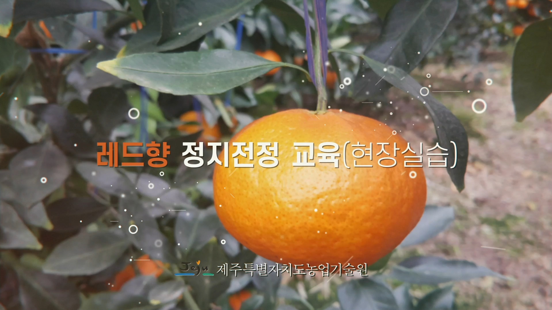 레드향 현장