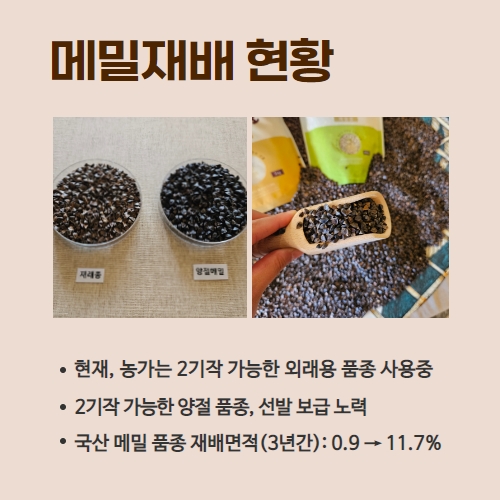 22.1분뉴스_양절메밀 3.jpg