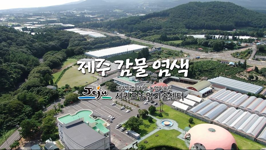 슬기로운 여름나기, 제주전통 감물 염색