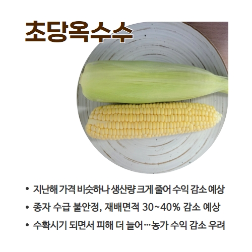 25.1분뉴스_초당옥수수 4.jpg