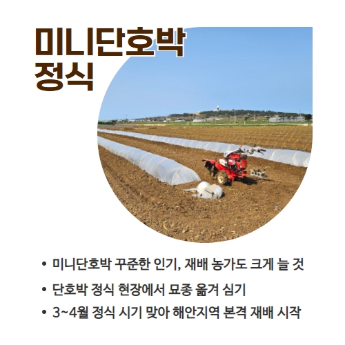 12.1분뉴스_미니단호박 2.jpg