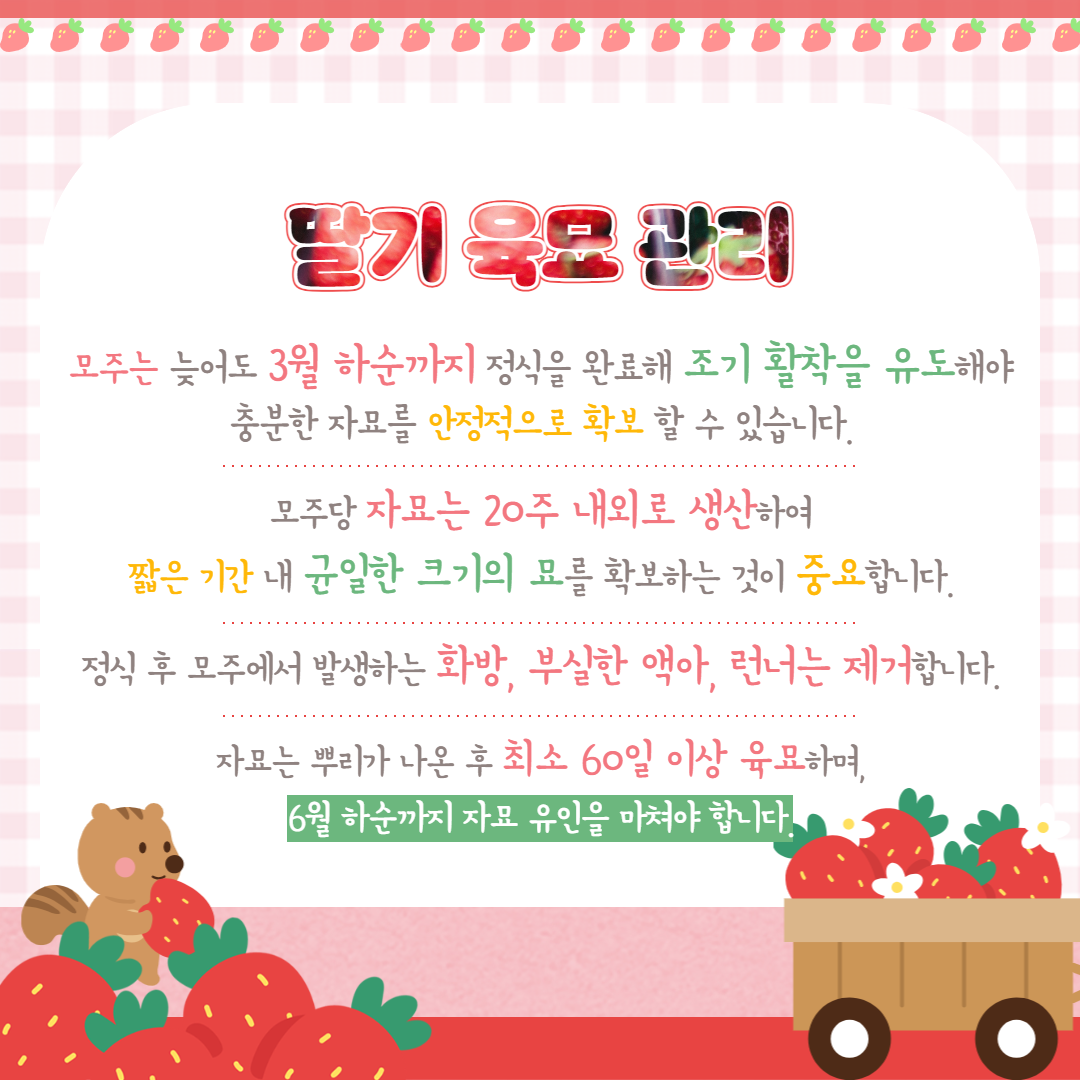 철저한 딸기 육묘 당부 (3).png